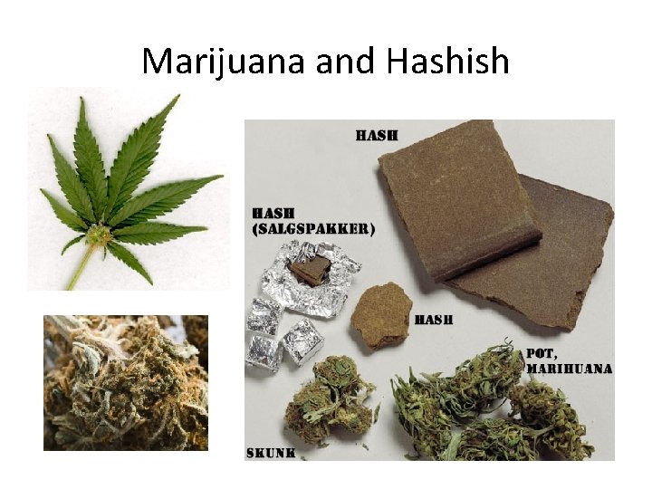 Marijuana and Hashish 