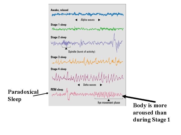 Paradoxical Sleep Body is more aroused than during Stage 1 