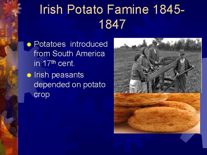 Irish Potato Famine 18451847 ® Potatoes introduced from South America in 17 th cent.