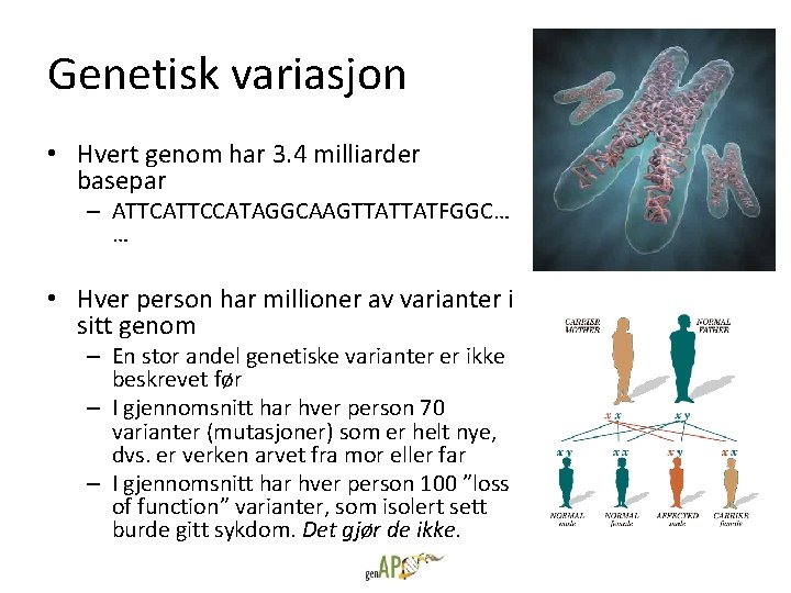 Genetisk variasjon • Hvert genom har 3. 4 milliarder basepar – ATTCCATAGGCAAGTTATTATFGGC… … •