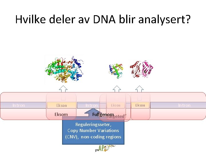 Hvilke deler av DNA blir analysert? Intron Eksom Intron Ekson Fullgenom ”Targeted” Reguleringsseter, Copy