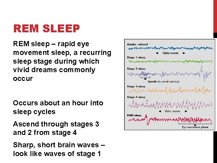 REM SLEEP REM sleep – rapid eye movement sleep, a recurring sleep stage during