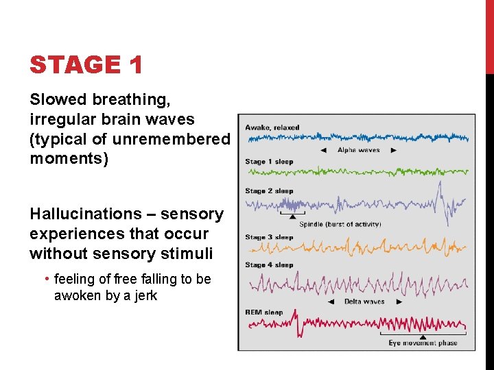 STAGE 1 Slowed breathing, irregular brain waves (typical of unremembered moments) Hallucinations – sensory