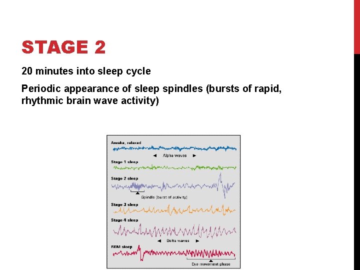 STAGE 2 20 minutes into sleep cycle Periodic appearance of sleep spindles (bursts of