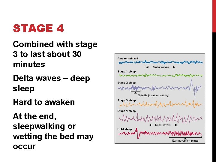 STAGE 4 Combined with stage 3 to last about 30 minutes Delta waves –