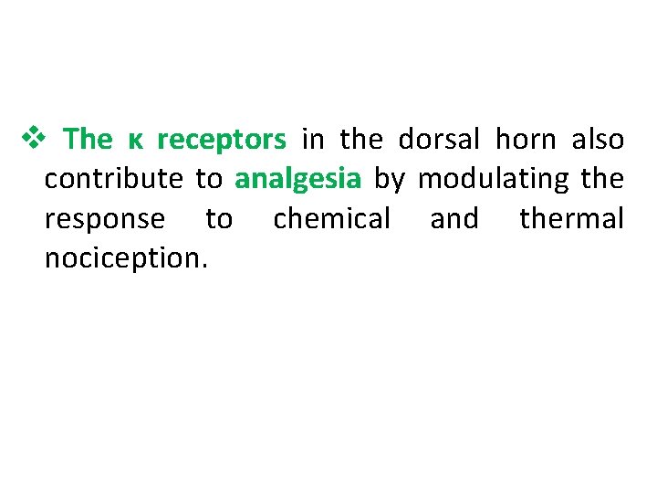 v The κ receptors in the dorsal horn also contribute to analgesia by modulating