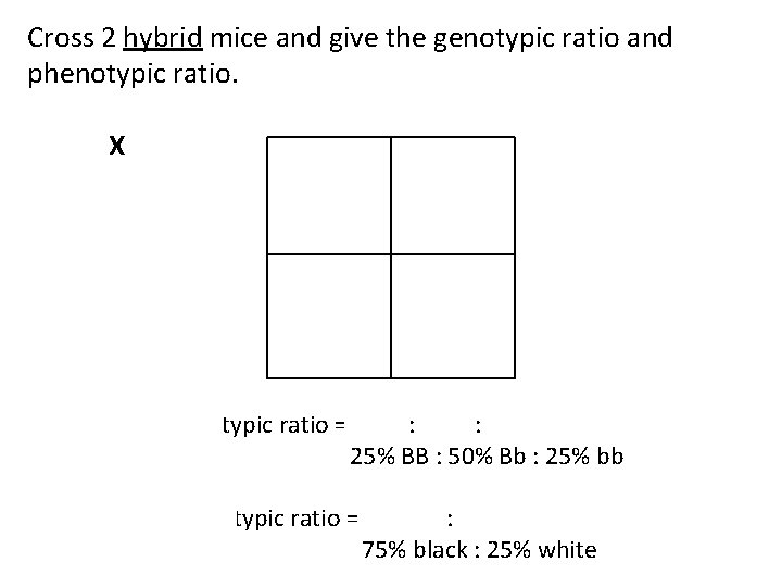 Cross 2 hybrid mice and give the genotypic ratio and phenotypic ratio. B b