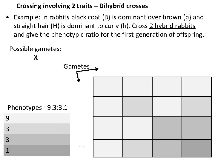 Crossing involving 2 traits – Dihybrid crosses • Example: In rabbits black coat (B)