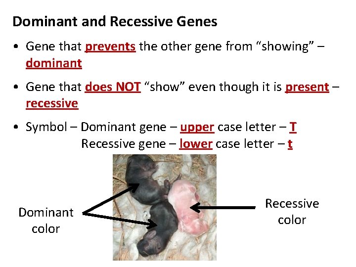 Dominant and Recessive Genes • Gene that prevents the other gene from “showing” –