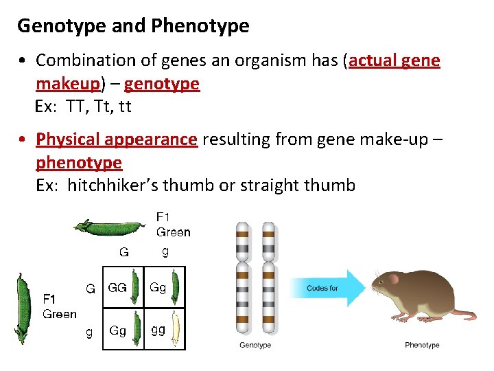 Genotype and Phenotype • Combination of genes an organism has (actual gene makeup) –