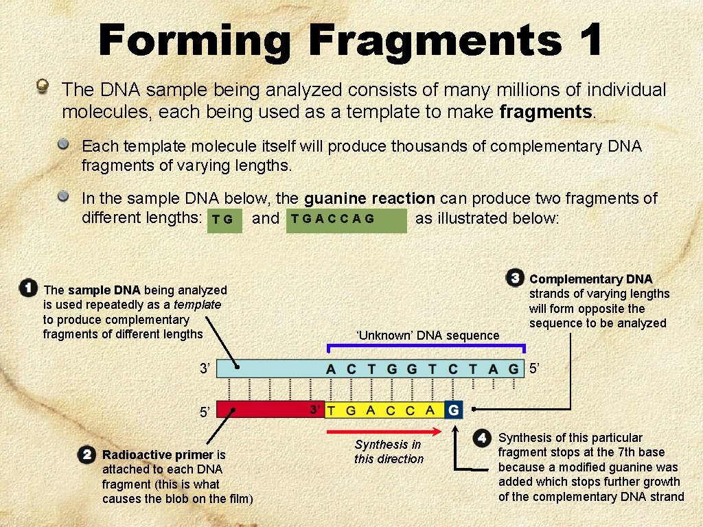 Forming Fragments 1 The DNA sample being analyzed consists of many millions of individual