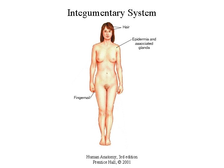 Integumentary System Human Anatomy, 3 rd edition Prentice Hall, © 2001 