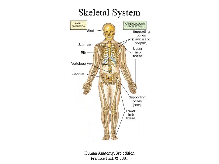 Skeletal System Human Anatomy, 3 rd edition Prentice Hall, © 2001 