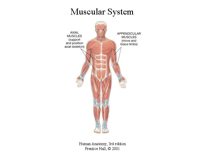 Muscular System Human Anatomy, 3 rd edition Prentice Hall, © 2001 