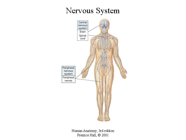 Nervous System Human Anatomy, 3 rd edition Prentice Hall, © 2001 