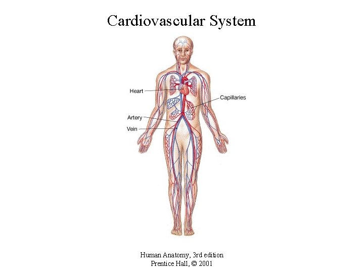 Cardiovascular System Human Anatomy, 3 rd edition Prentice Hall, © 2001 