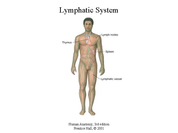 Lymphatic System Human Anatomy, 3 rd edition Prentice Hall, © 2001 