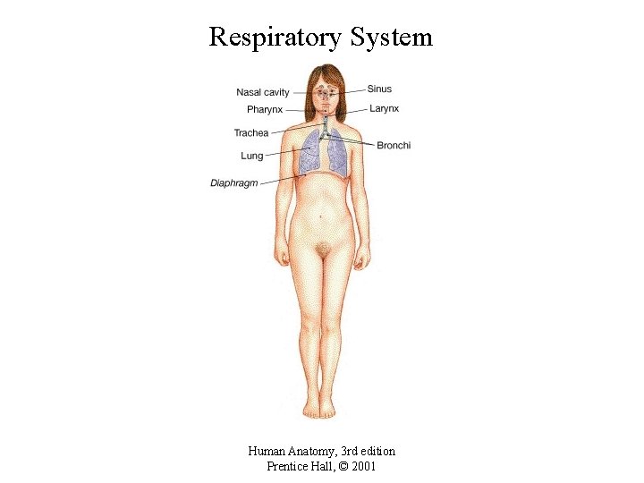 Respiratory System Human Anatomy, 3 rd edition Prentice Hall, © 2001 