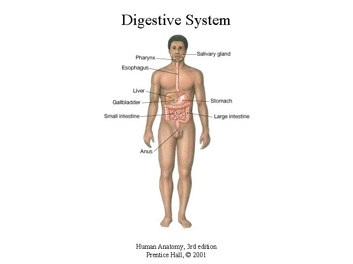 Digestive System Human Anatomy, 3 rd edition Prentice Hall, © 2001 