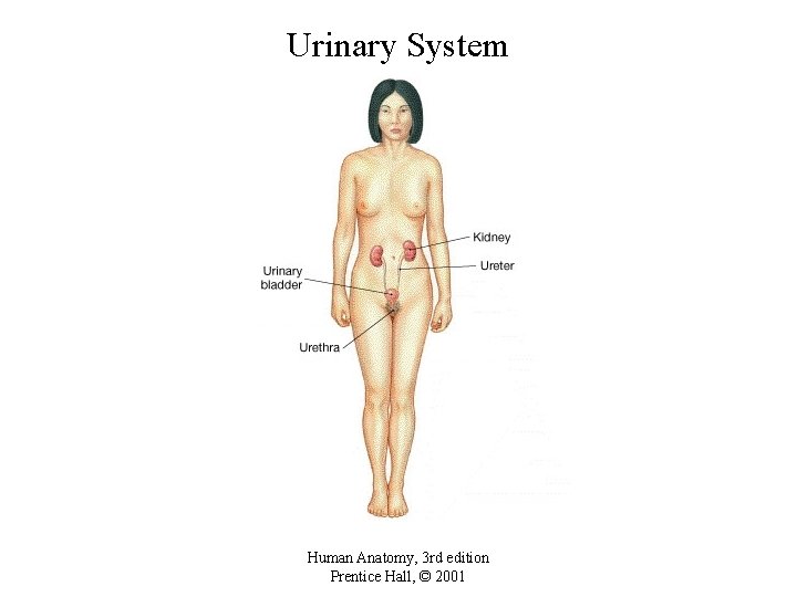 Urinary System Human Anatomy, 3 rd edition Prentice Hall, © 2001 