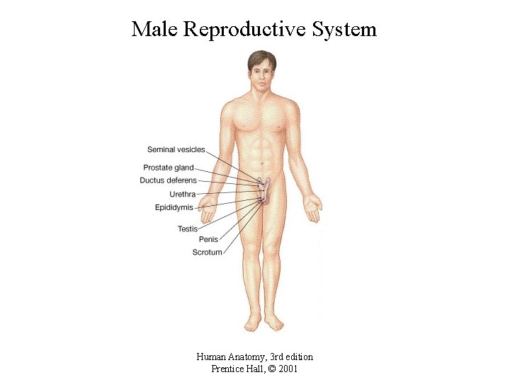 Male Reproductive System Human Anatomy, 3 rd edition Prentice Hall, © 2001 