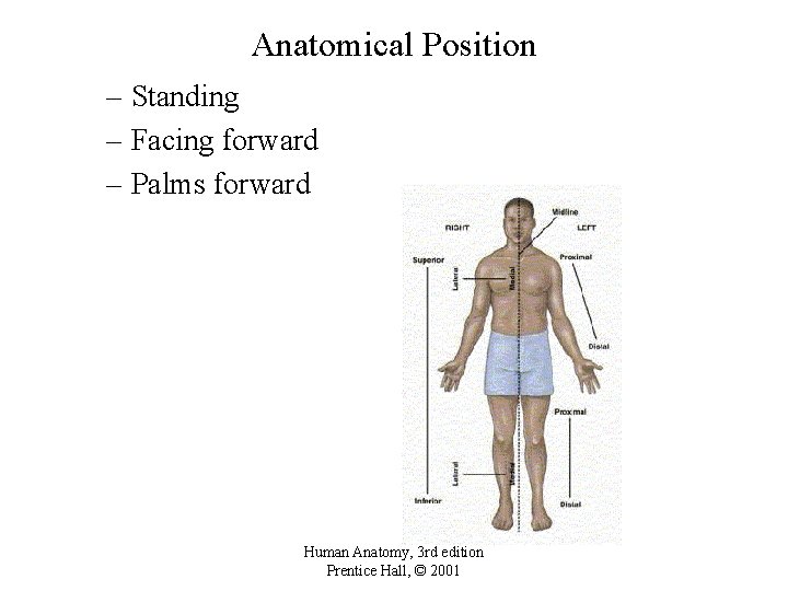 Anatomical Position – Standing – Facing forward – Palms forward Human Anatomy, 3 rd