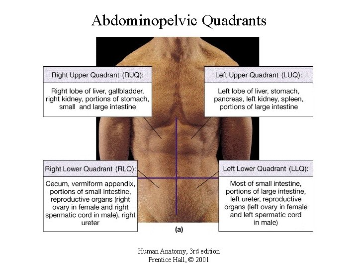 Abdominopelvic Quadrants Human Anatomy, 3 rd edition Prentice Hall, © 2001 