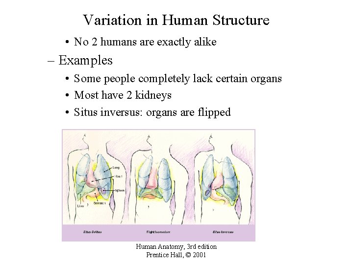 Variation in Human Structure • No 2 humans are exactly alike – Examples •