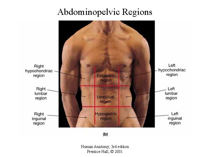 Abdominopelvic Regions Human Anatomy, 3 rd edition Prentice Hall, © 2001 