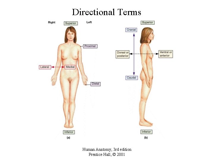 Directional Terms Human Anatomy, 3 rd edition Prentice Hall, © 2001 
