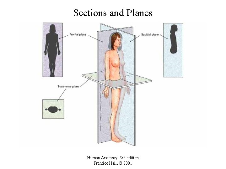 Sections and Planes Human Anatomy, 3 rd edition Prentice Hall, © 2001 