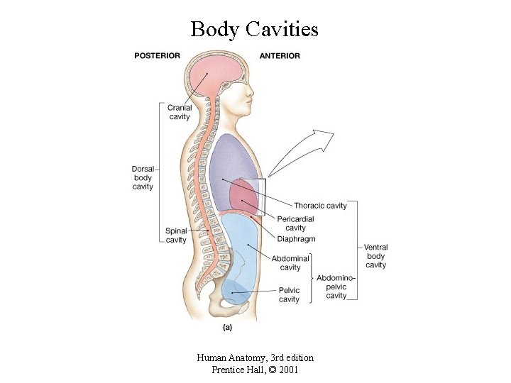 Body Cavities Human Anatomy, 3 rd edition Prentice Hall, © 2001 