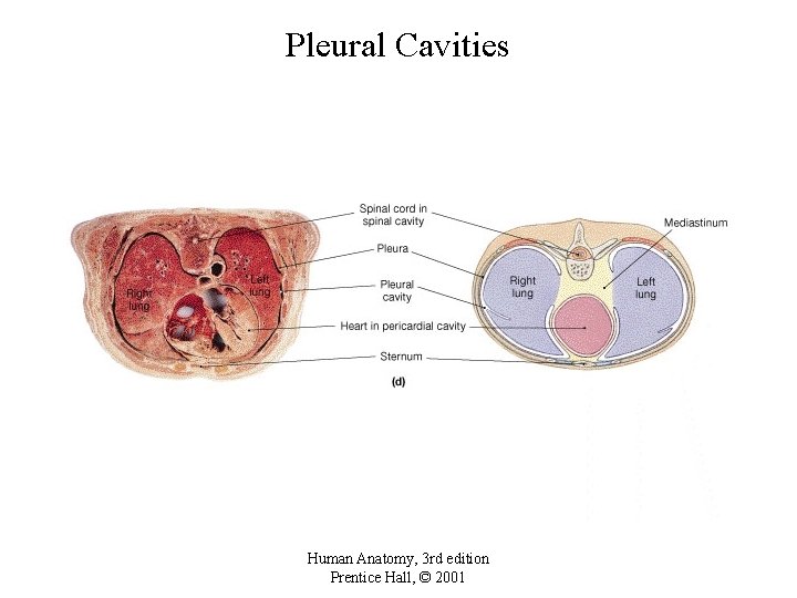 Pleural Cavities Human Anatomy, 3 rd edition Prentice Hall, © 2001 