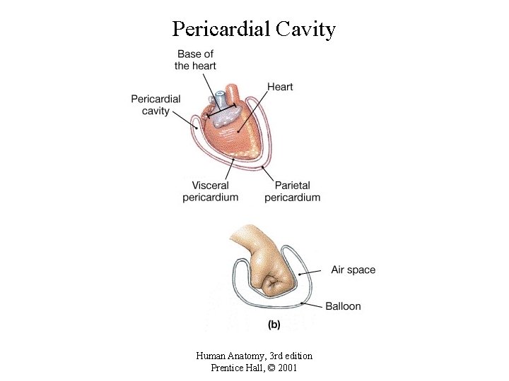 Pericardial Cavity Human Anatomy, 3 rd edition Prentice Hall, © 2001 