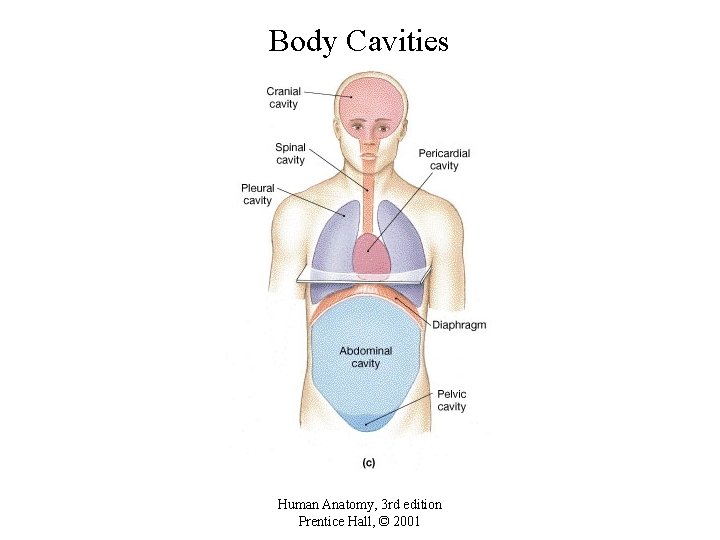 Body Cavities Human Anatomy, 3 rd edition Prentice Hall, © 2001 