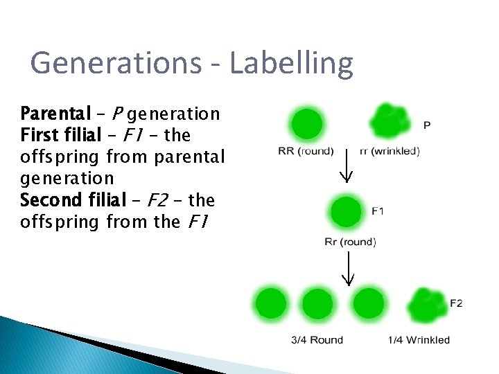 Generations - Labelling Parental – P generation First filial – F 1 – the Generations - Labelling Parental – P generation First filial – F 1 – the