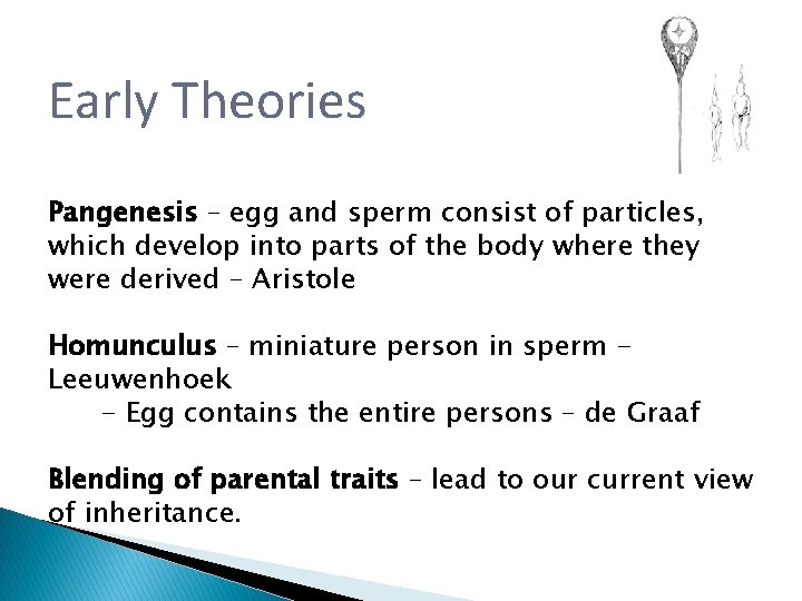 Early Theories Pangenesis – egg and sperm consist of particles, which develop into parts Early Theories Pangenesis – egg and sperm consist of particles, which develop into parts