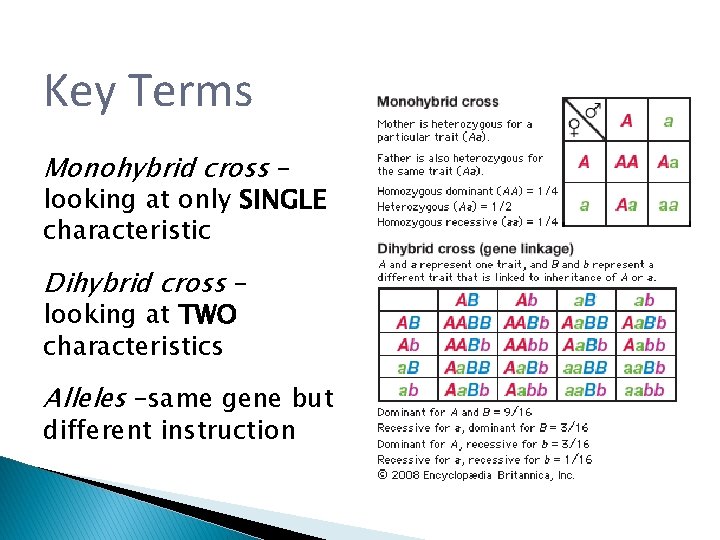 Key Terms Monohybrid cross – looking at only SINGLE characteristic Dihybrid cross – looking Key Terms Monohybrid cross – looking at only SINGLE characteristic Dihybrid cross – looking