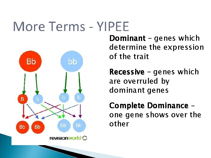 More Terms - YIPEE Dominant – genes which determine the expression of the trait More Terms - YIPEE Dominant – genes which determine the expression of the trait