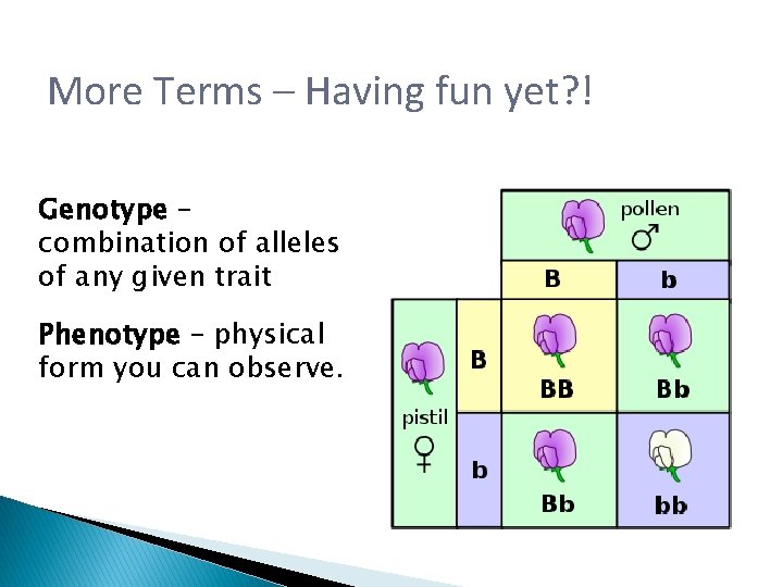 More Terms – Having fun yet? ! Genotype – combination of alleles of any More Terms – Having fun yet? ! Genotype – combination of alleles of any
