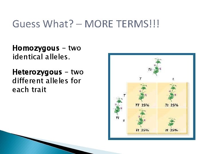Guess What? – MORE TERMS!!! Homozygous – two identical alleles. Heterozygous – two different Guess What? – MORE TERMS!!! Homozygous – two identical alleles. Heterozygous – two different
