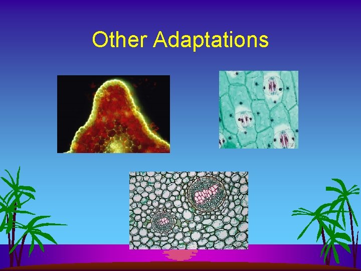Other Adaptations 