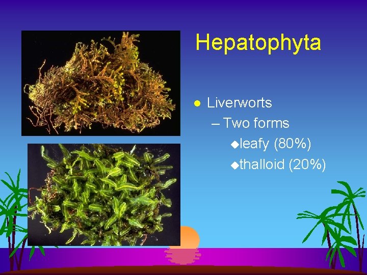 Hepatophyta l Liverworts – Two forms uleafy (80%) uthalloid (20%) 