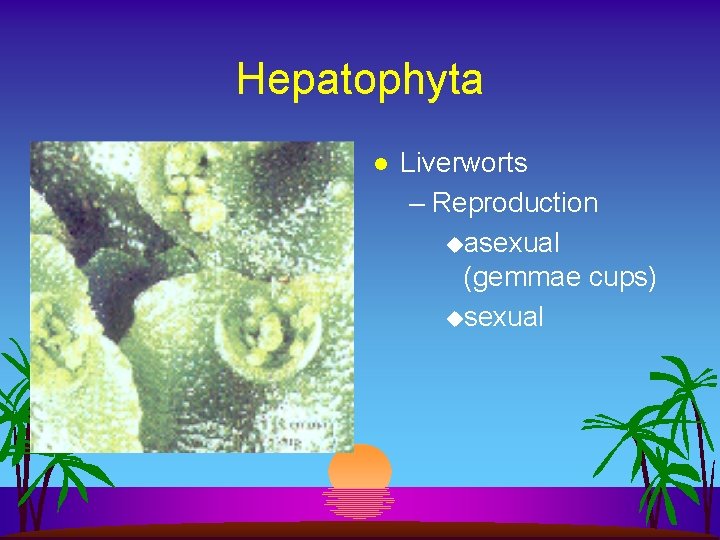 Hepatophyta l Liverworts – Reproduction uasexual (gemmae cups) usexual 