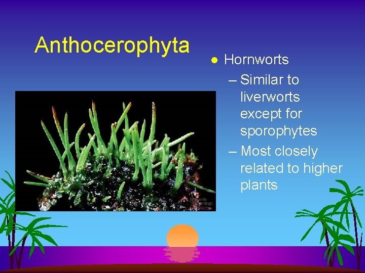 Anthocerophyta l Hornworts – Similar to liverworts except for sporophytes – Most closely related