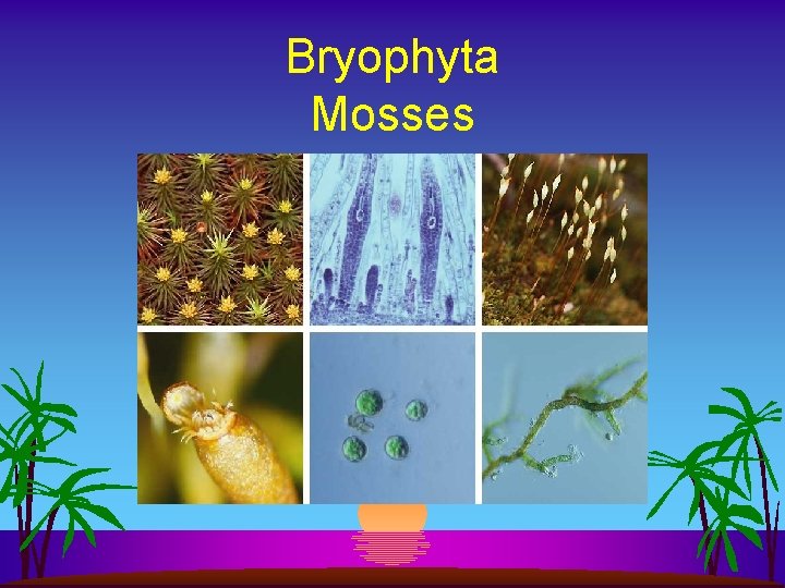 Bryophyta Mosses 
