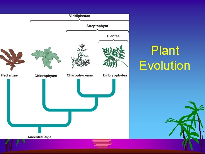 Plant Evolution 
