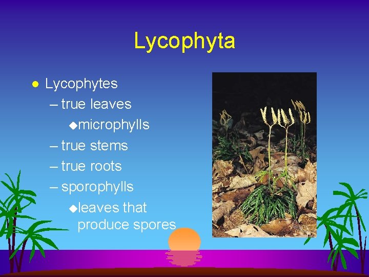 Lycophyta l Lycophytes – true leaves umicrophylls – true stems – true roots –