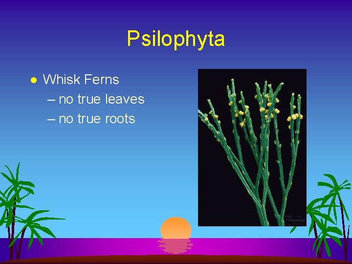 Psilophyta l Whisk Ferns – no true leaves – no true roots 