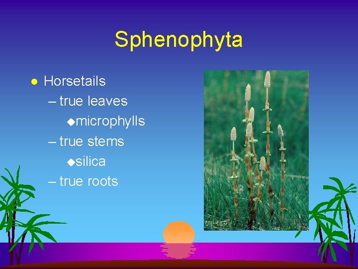 Sphenophyta l Horsetails – true leaves umicrophylls – true stems usilica – true roots